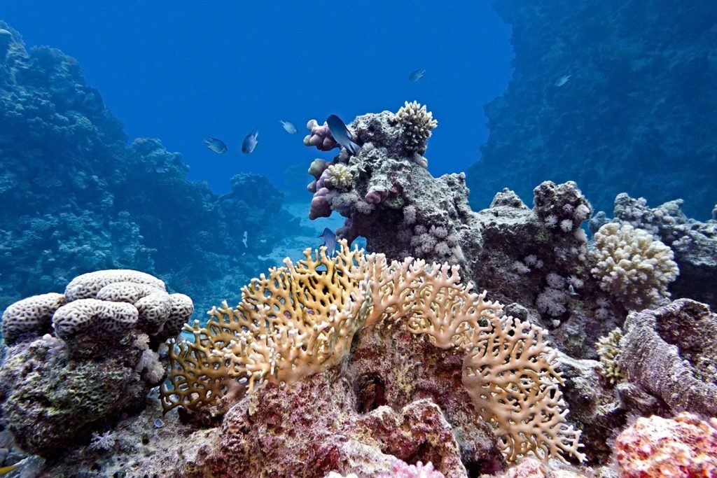 Corales en el Gran Arrecife Maya