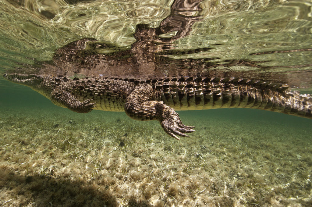 El Gran Arrecife Maya es refugio de cocodrilos