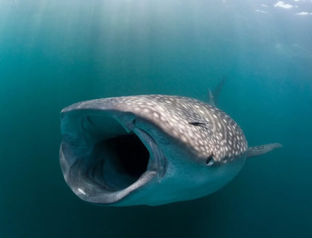 El Gran Arrecife Maya es refugio del Tiburón ballena 