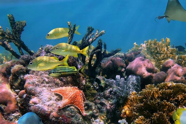 Peces nadando en el Gran Arrecife Maya