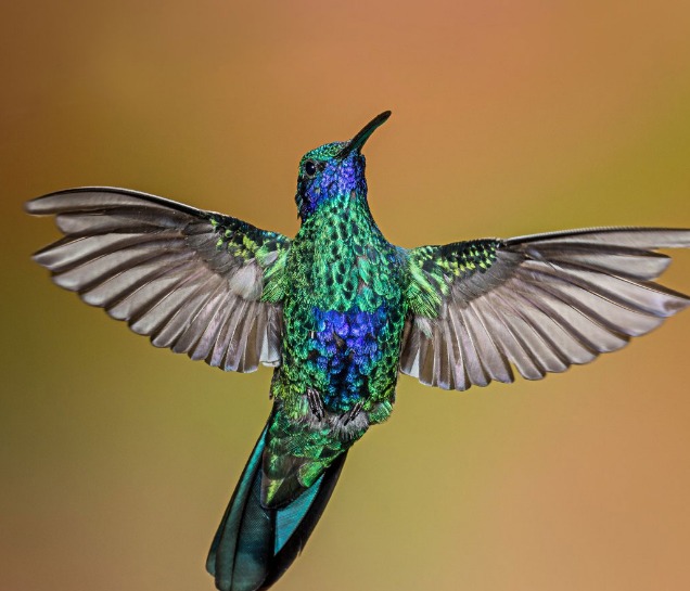 cuál es la leyenda maya del colibrí