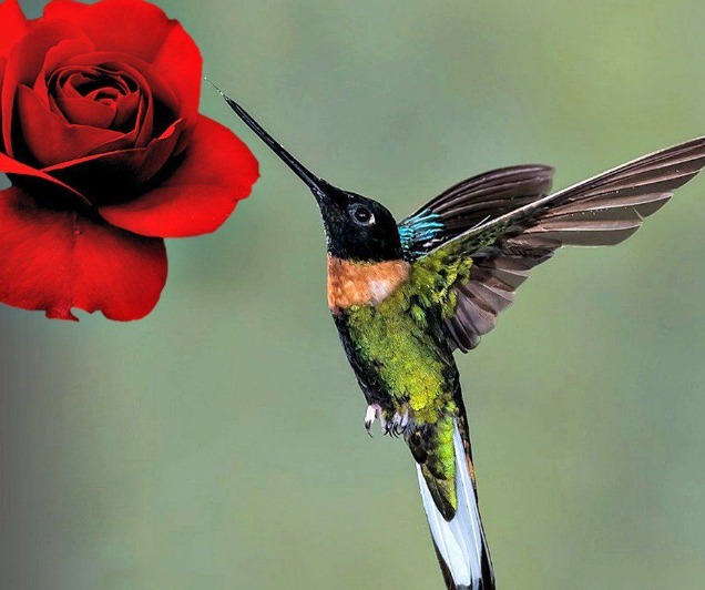  leyenda del colibrí