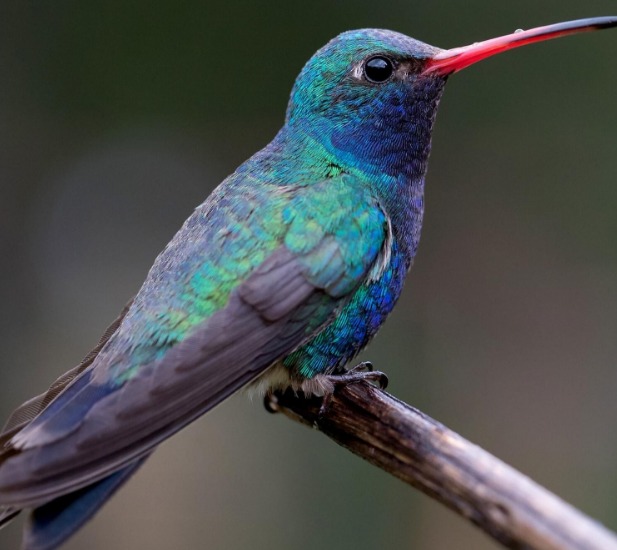  leyenda maya del colibrí significado