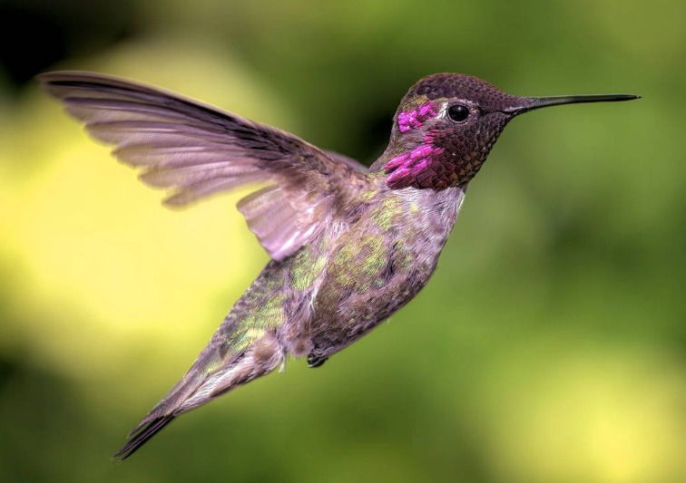 leyenda maya del colibrí simbolismo