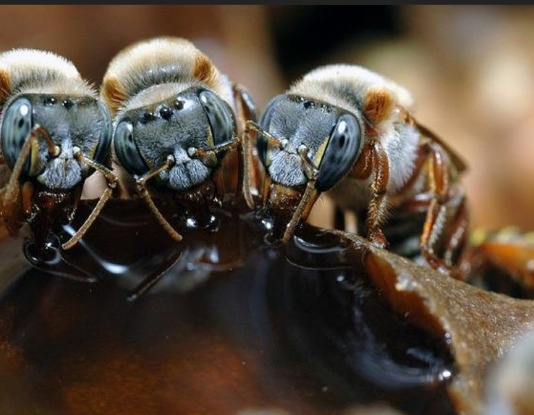  abeja melipona características