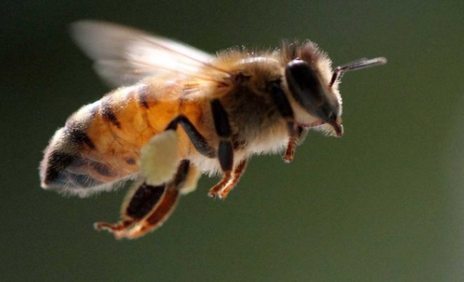  abeja melipona propiedades medicinales